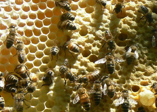 Honeybees loss protection
